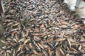 桂林一村民河中养鱼，一夜之间死了上千斤图片