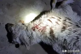 厉害了！吉林省一位摄影师蹲守汪清山村，拍到了野生东北虎捕食家犬的珍贵画面图片
