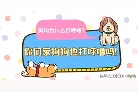 狗为什么会打呼噜？铲屎官们要注意了，你们家狗打呼噜吗？图片