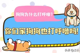 狗为什么会打呼噜？铲屎官们要注意了，你们家狗打呼噜吗？图片