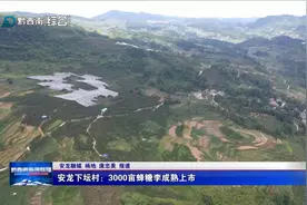 安龙下坛村：3000亩蜂糖李成熟上市图片