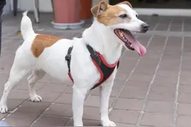 马屁文化？蔡英文遭质疑特权领养退役搜救名犬“乐乐”图片