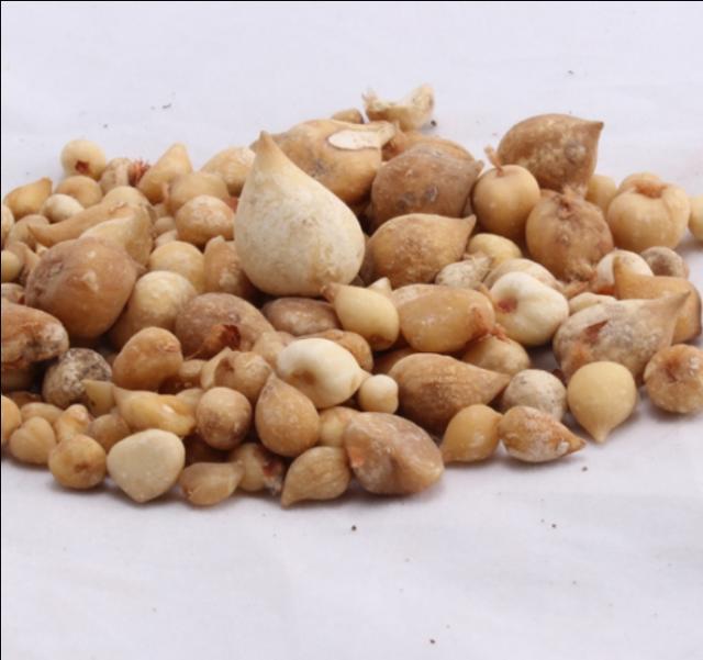 双芽子的功效和作用 双芽子的功效和作用是什么