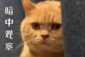 “虐猫狂人”图片