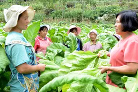 带领乡亲奔跑在幸福路上——记兴义市猪场坪乡长湾村第一书记杨大琴图片