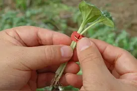 薄皮甜瓜好吃又营养，掌握嫁接育苗技术，轻松培育好瓜苗图片