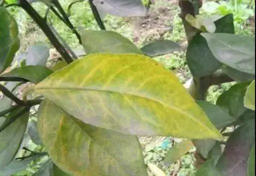 妞嶇墿缂虹礌鍘熷洜鍙婄己绱犵棁鐘跺鐓ц〃