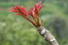 香椿野菜价值很高，大规模种植技术要点，操作简单易学图片