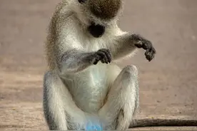 为什么有些猴子的蛋蛋是蓝色的？丨奇怪的动物知识图片
