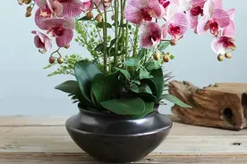 漂亮大气的年花蝴蝶兰，在冬天做好这“5点”，花期长达三个月图片