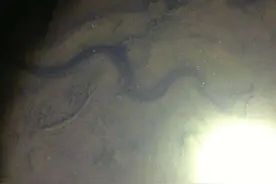 我敢保证，绝大多数人都想体验的—抓黄鳝图片