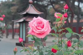 女人说“我想你了”，笨男人回复“我也想你”，聪明的男人这么说图片