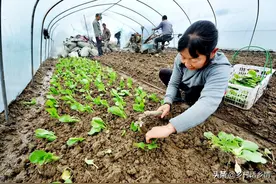 移栽蔬菜是晴天好还是雨天好？关系到长势和产量，别再随意了图片