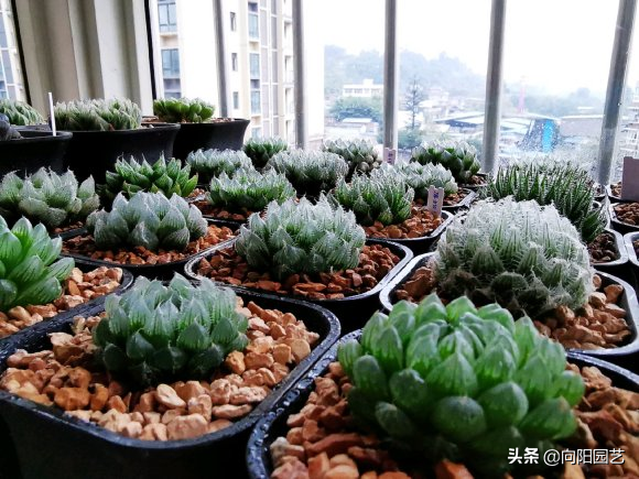 多肉植物养殖玉露(多肉植物如何养殖方法)-措必培