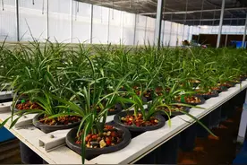 846：处暑中的兰花图片