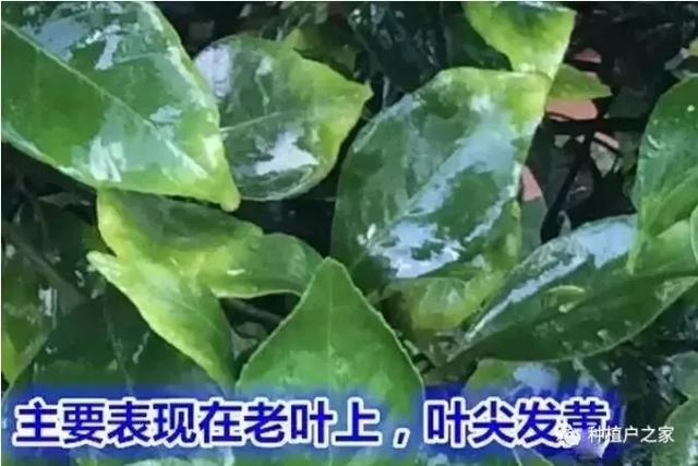 柑桔园缺素预警图，一起来认一认