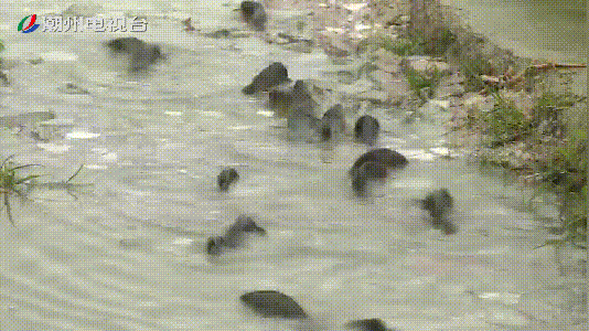 这地方鱼儿成群跳上岸，是地震前兆？官方调查后这么说→图片