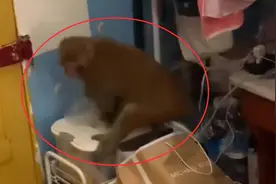 猴子会进化成人吗？贵州猴子闯入女生寝室，还拿走了感冒药图片