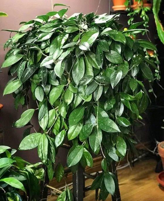 贝拉小蜜蜂草本身体乳