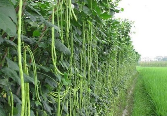 豆角架竹竿批发价多少钱1根 - 冷求网