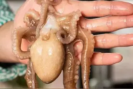 章鱼和鱿鱼是同一种海鲜吗？章鱼软绵绵的很讨喜，营养丰富图片