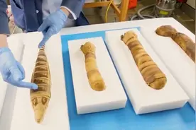 埃及人是怎么把宠物都做成木乃伊的？图片