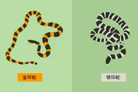 中国最毒的蛇，它在农村很常见，银环蛇究竟有多毒？图片