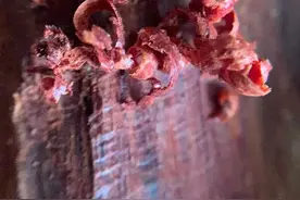 什么是海南红降？图片