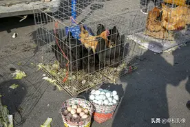 母鸡愤而上吊，红薯只剩垄子：林地养鸡寸草不生图片