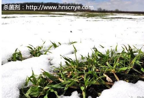 什么是氨基酸水溶肥？氨基酸水溶肥的功能作用有哪些