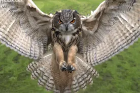 “暗夜猎手”猫头鹰的另类鸟生：叼蛇当清洁工，巢里偷着孵鸭宝宝图片