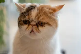 I have no time 这样的中式英语，你说错了几个？图片