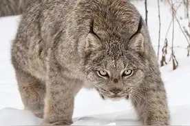 偷入狼穴杀死幼狼，单挑雄狼也不在话下，猞猁究竟有多恐怖？图片