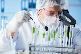 鸡白痢病的流行诊断与防治图片