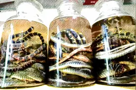 毒蛇泡在白酒里一年，不仅没死，竟然还能伤人，怎么回事？图片