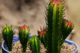 高端度假酒店装修工程造价的全过程控制分析（招投标阶段的控制）图片