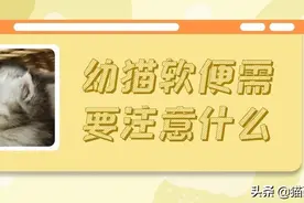 幼猫腹泻、软便怎么办？“玻璃胃”猫咪的养护手册图片