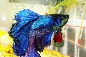 外国妹子救回一条颜色惨白的濒死斗鱼，两周后，奇迹发生图片