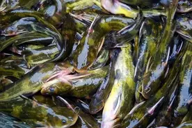 “暴走”的黄辣丁，有人一晚上钓上几十斤，你为何钓不到？图片