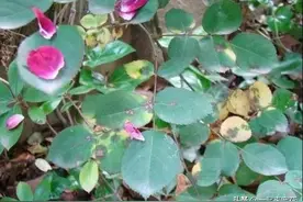 月季花掉叶不长花苞？仔细一看长了叶斑病，别心急这样救图片