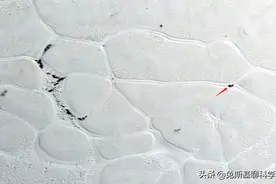冥王星发现神秘蜗牛，身后留下爬行痕迹，这是不是外星生物？图片