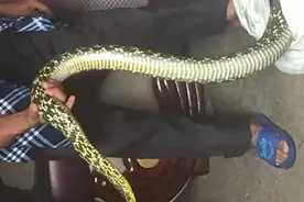 我国最大毒蛇与无毒蛇的较量，谁会更胜一筹？眼镜王蛇能否获胜？图片