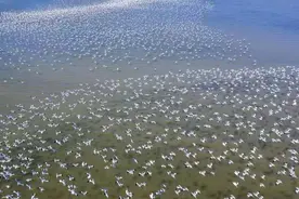 江苏连云港湿地修复打造生态蓝色海湾图片