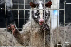 400多只驯养果子狸放归山野，等待它们的将会是什么图片