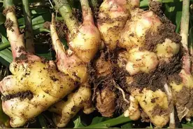 大姜叶黄枯萎易倒伏为哪般？正确判断病因，早防早治减少损失图片