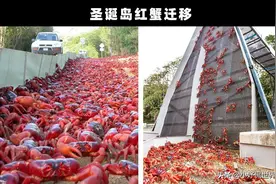 奇闻趣事：地球上发生的7个非常奇特和有趣的事情图片