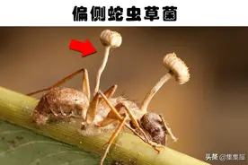 自然界的寄生大师：大自然中可以寄生于其它生命体内的10大生物图片