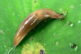 蜗牛：不好了，我的房子丢了图片