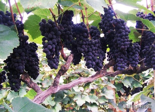 微肥有时的力量是巨大的！种植葡萄补充营养时，怎么选择微肥？