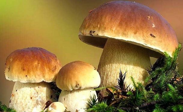 三十一种常见的菌类蘑菇图片